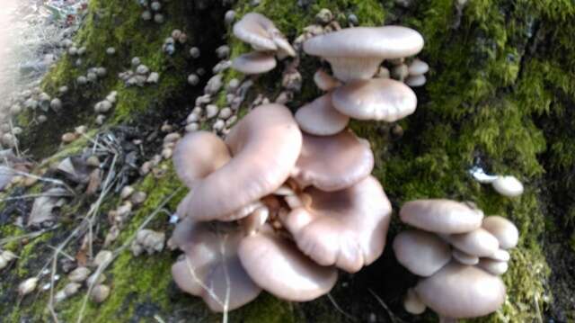 Image of Pleurotus