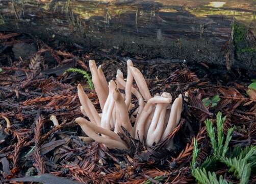 Image of Clavaria