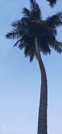 Image of coconut palm