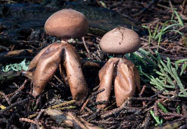 Imagem de Geastrum fornicatum (Huds.) Hook. 1821