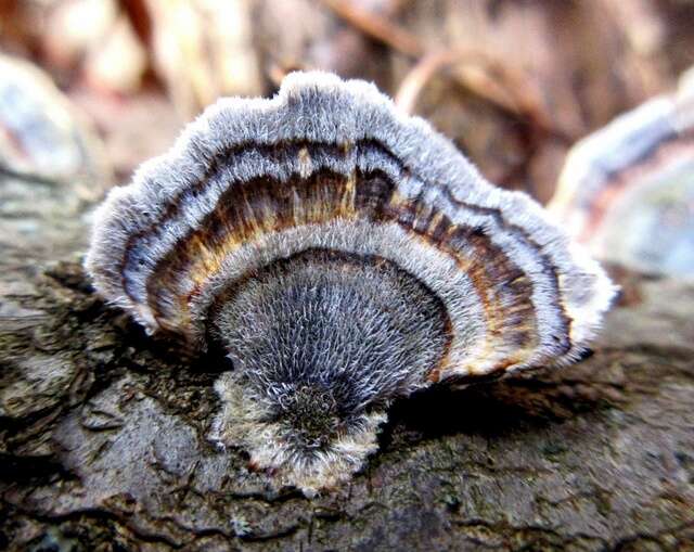 Image of Trametes