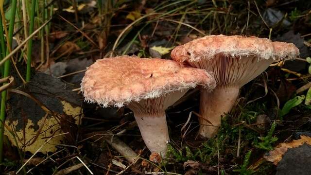 Image of Milk Cap Mushrooms