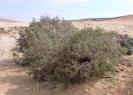 Слика од Thymelaea hirsuta (L.) Endl.