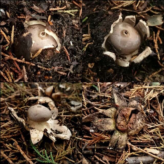 Image de Geastrum coronatum Pers. 1801