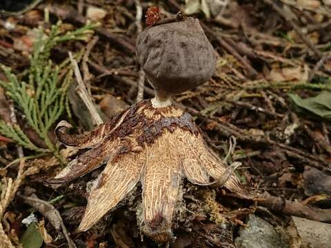 Image de Geastrum coronatum Pers. 1801