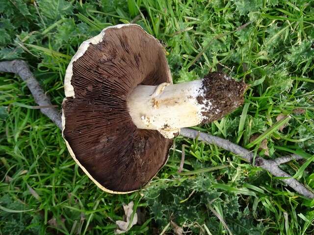 Imagem de Agaricus californicus Peck 1895