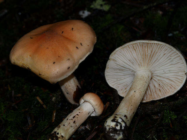 Image of Hygrophorus