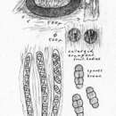 Image of Dyrithium lividum (Pers.) M. E. Barr 1994