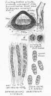 Image of Amphisphaeriales