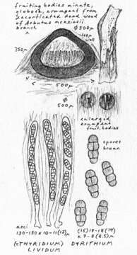 Image of Amphisphaeriales