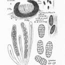 Image of Gloniopsis praelonga (Schwein.) Underw. & Earle 1897