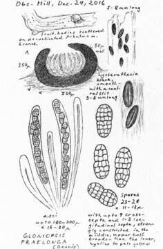 Image of Gloniopsis