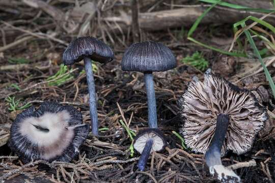 Image of Entoloma pigmentosipes (Largent) Noordel. & Co-David 2009