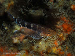 Image of Barred Blenny