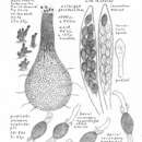 Image of Podospora pleiospora (G. Winter) Niessl 1883