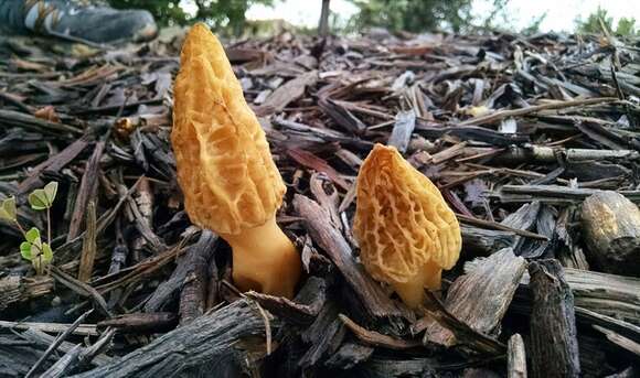 Image of Morchellaceae