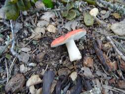 Image of Russula silvicola Shaffer 1975