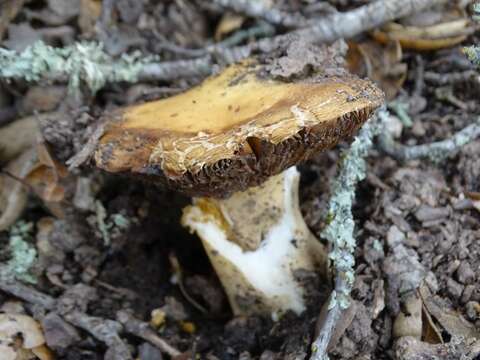 Image of Russula cerolens Shaffer 1972