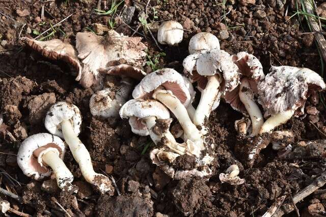 Imagem de Agaricus californicus Peck 1895