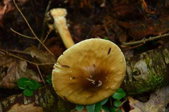 Image of Amanita brunnescens G. F. Atk. 1918