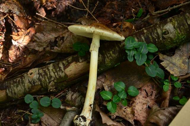 Image of Amanita brunnescens G. F. Atk. 1918