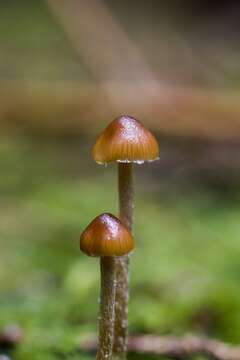 Image of Psilocybe medullosa (Bres.) Borovička 2007