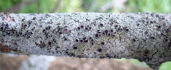 Image of Clemente's rosette lichen