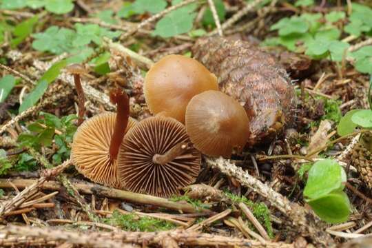 Слика од Psilocybe medullosa (Bres.) Borovička 2007