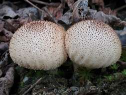 Imagem de Lycoperdon