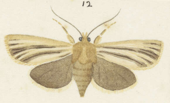 Image of Ichneutica stulta