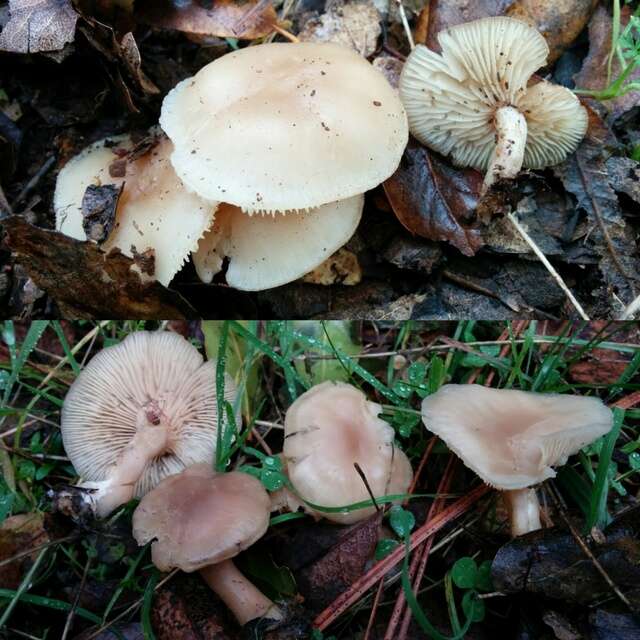 Plancia ëd Clitocybe fragrans (With.) P. Kumm. 1871