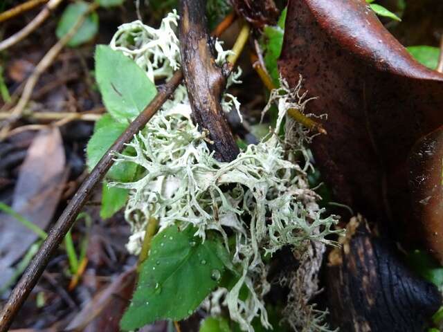 Image of ring lichen