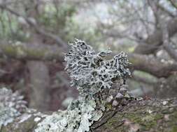 Image of Forked tube lichen