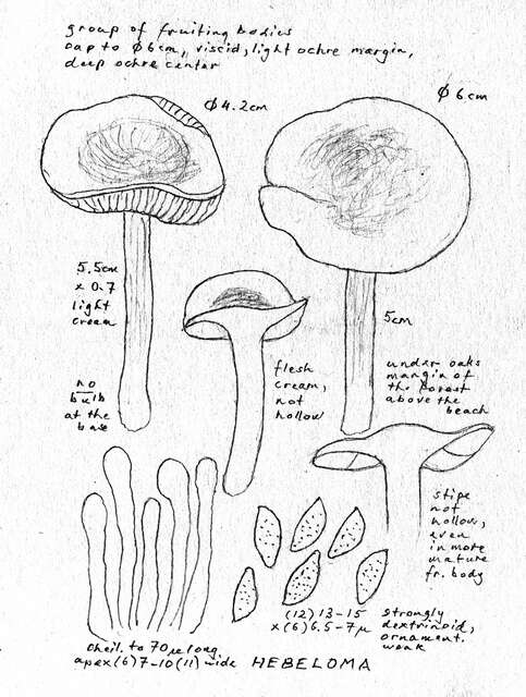 Image of Hebeloma