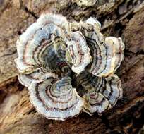 Image of Trametes