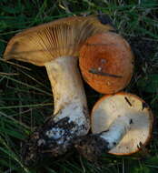 Image of Russulaceae