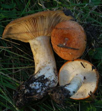 Sivun Lactarius zonarioides Kühner & Romagn. 1953 kuva