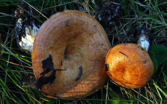 Image of Lactarius zonarioides Kühner & Romagn. 1953