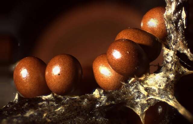 Image of Egg-shell Slime Mold
