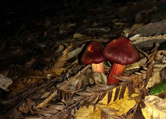 Image de Hygrocybe