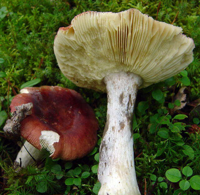 Image of Russula vinosa Lindblad 1901