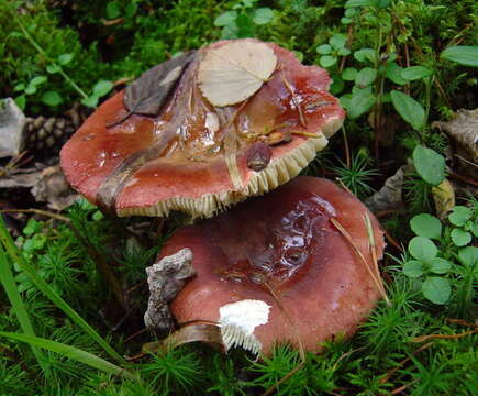 Image of Russula vinosa Lindblad 1901