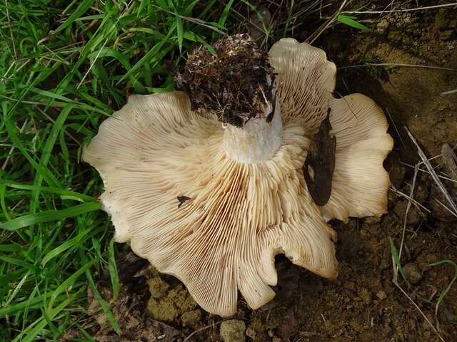 Image of Clitocybe brunneocephala H. E. Bigelow 1982