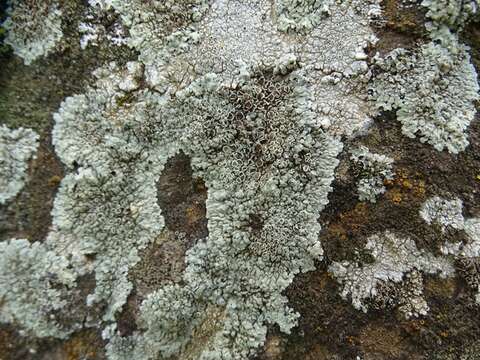 Image of <i>Lecanora muralis</i> (Schreber) Rabenh.