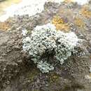 Imagem de <i>Lecanora muralis</i> (Schreber) Rabenh.