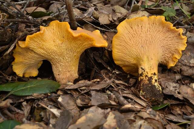 Image of Cantharellus californicus D. Arora & Dunham 2008