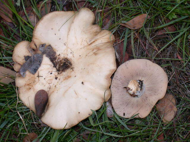 Image of Clitocybe brunneocephala H. E. Bigelow 1982