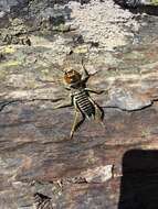 Image of mountain stone weta