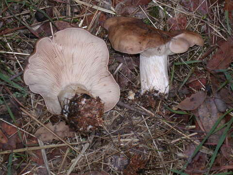 Imagem de Clitocybe brunneocephala H. E. Bigelow 1982