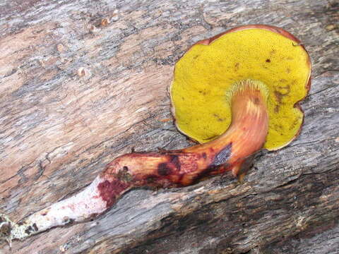 Image of Aureoboletus flaviporus (Earle) Klofac 2010